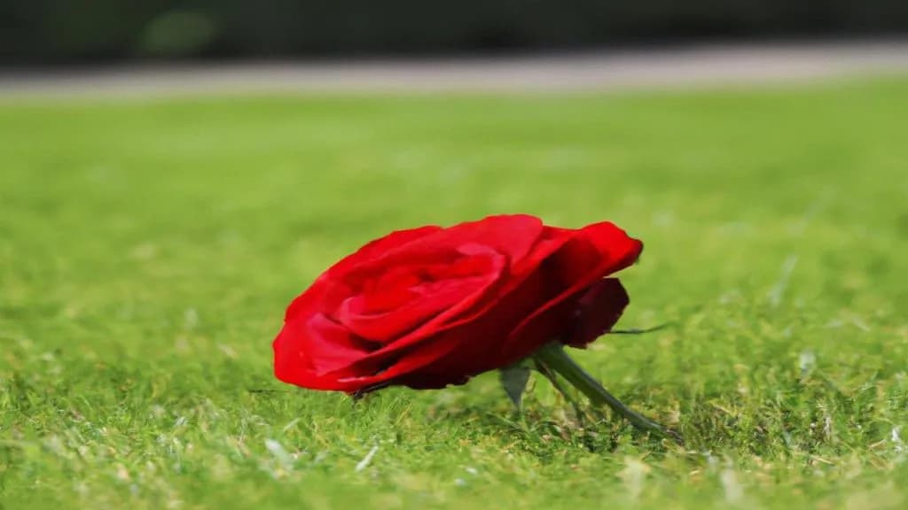 Tekst piosenki czekam na wiatr co rozgoni – emocje i znaczenie utworu